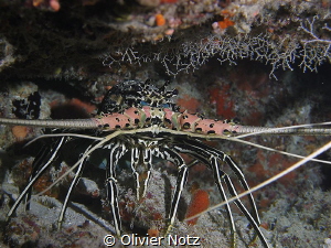 A Painted Spiny Lobster that didn't like that to be photo... by Olivier Notz 